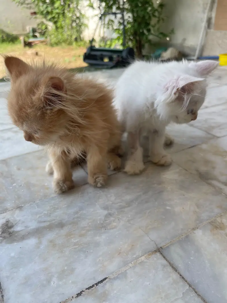 Persian  and ginger cat for sell — photo 5