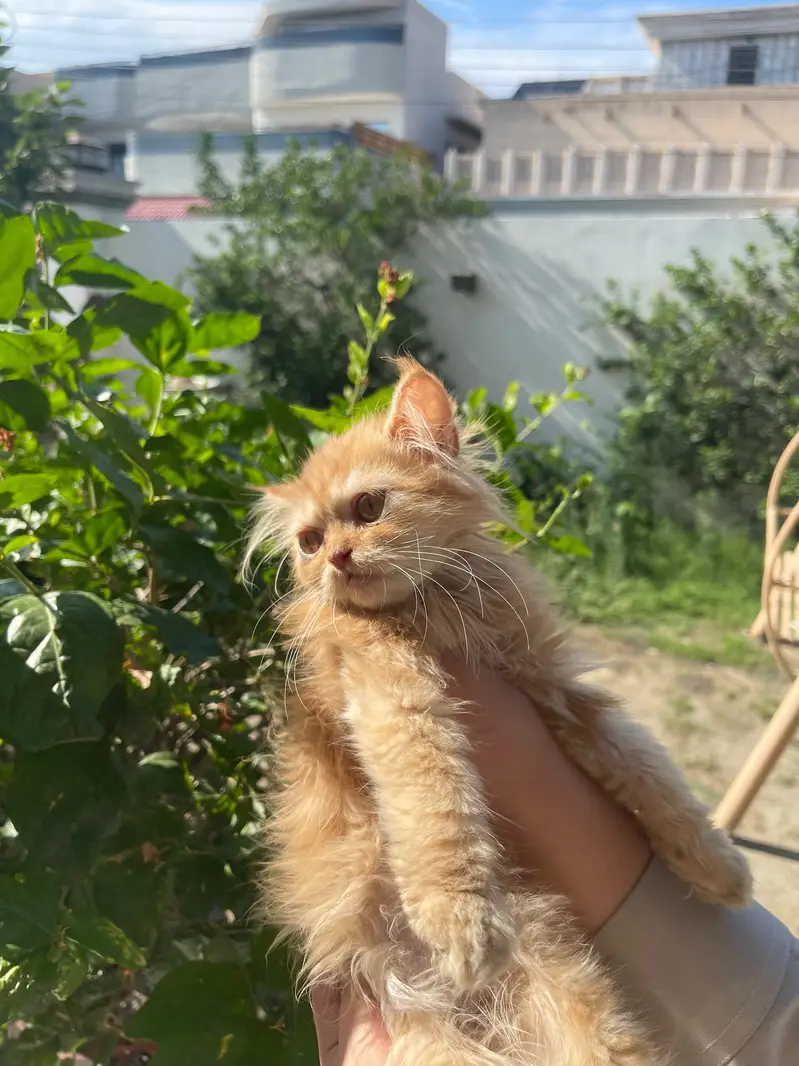 Persian  and ginger cat for sell — photo 6