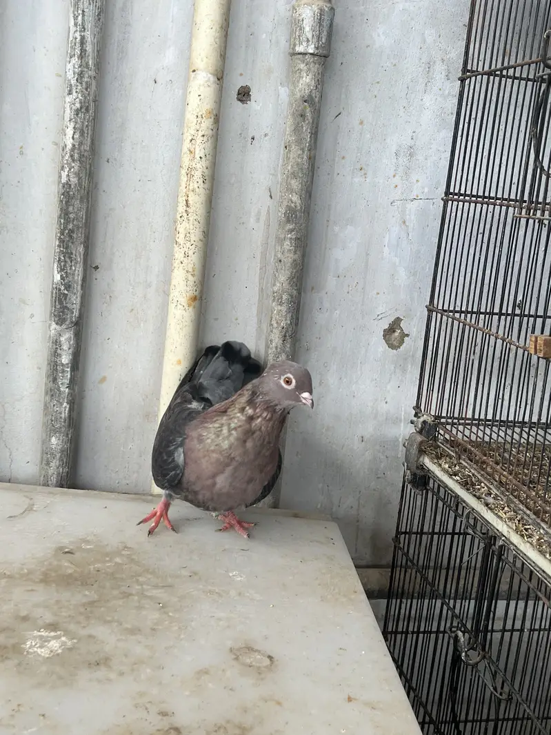 Eruption swift pigeon — photo 2