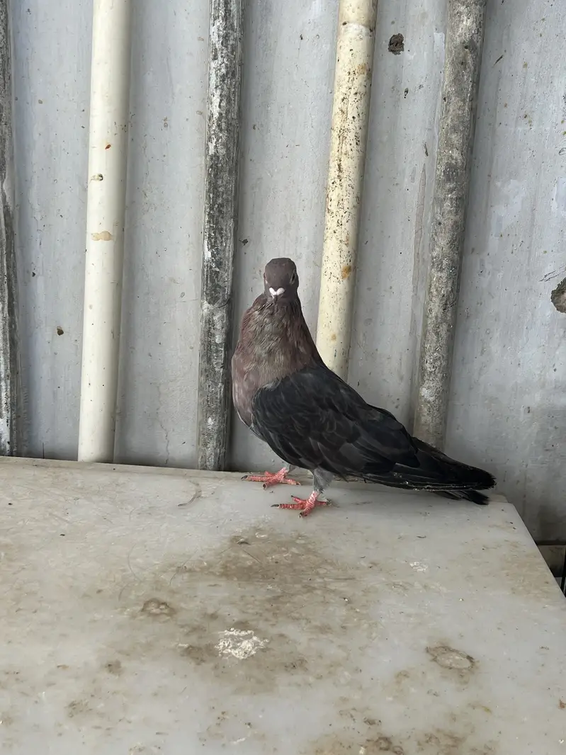 Eruption swift pigeon — photo 3