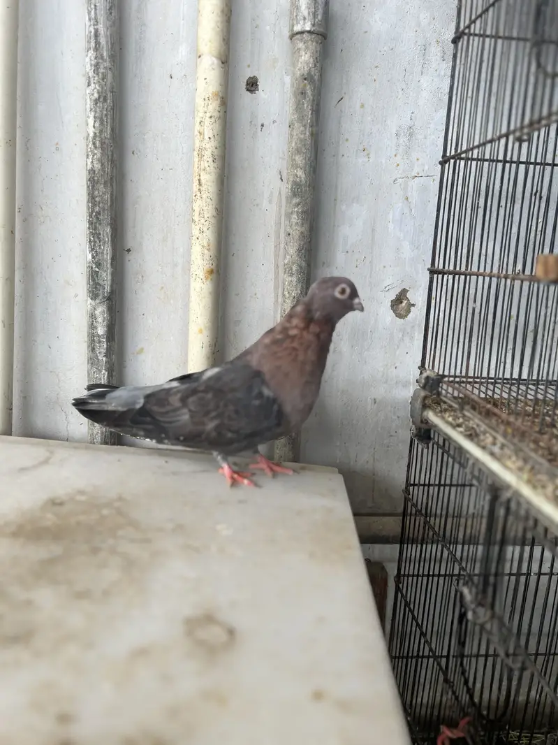 Eruption swift pigeon — photo 4
