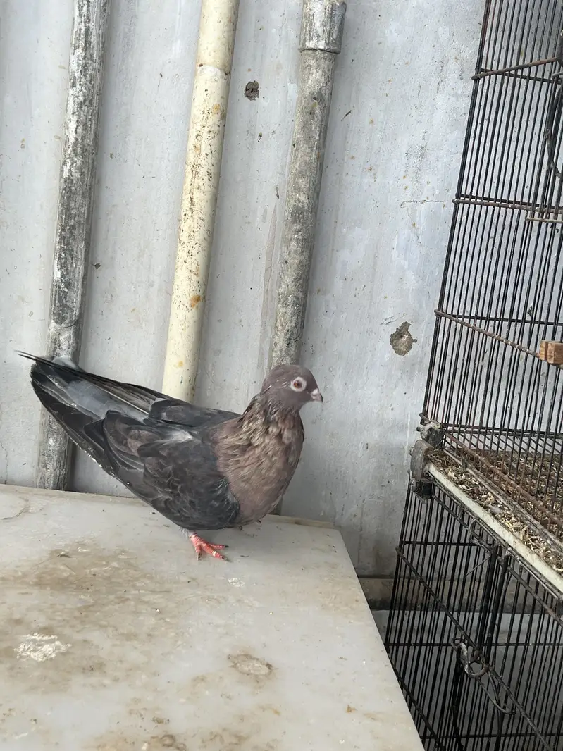 Eruption swift pigeon — photo 5