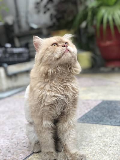 Persian