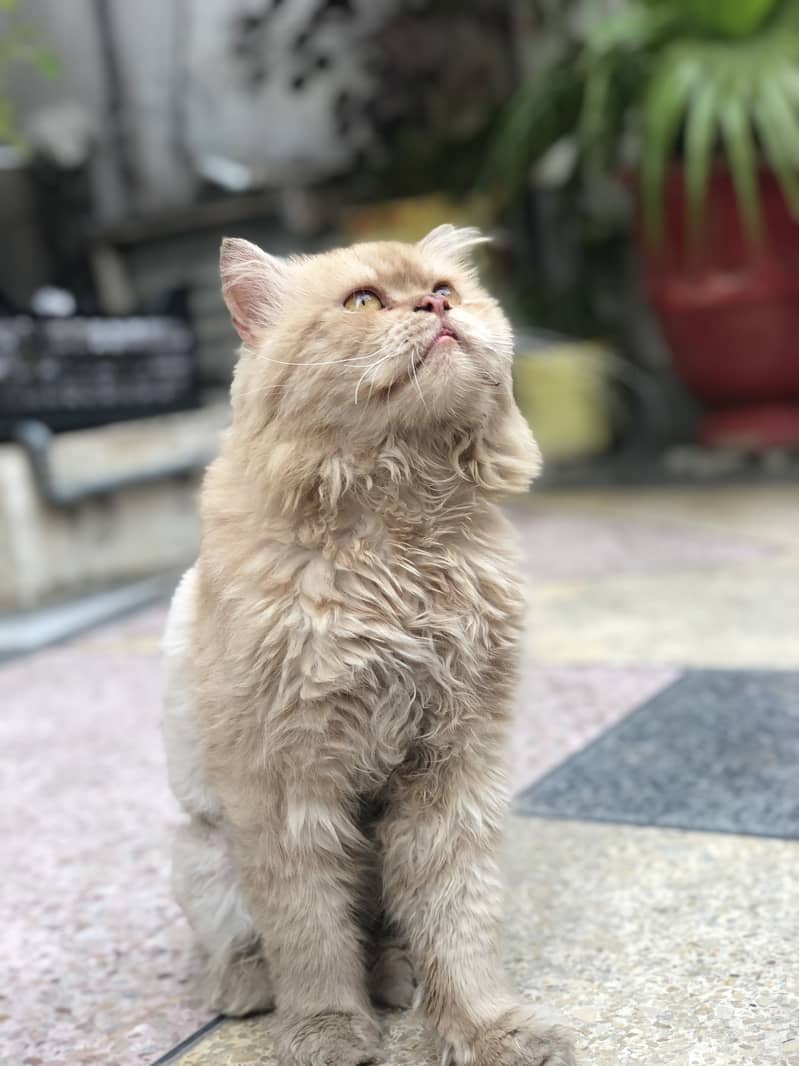 Persian 0