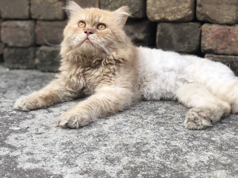 Persian 1