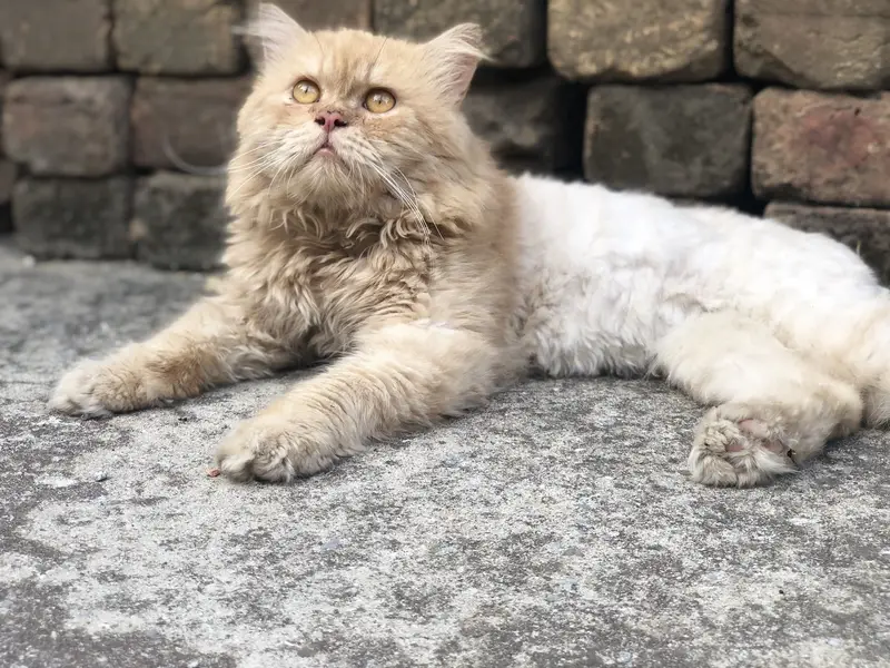 Persian — photo 2