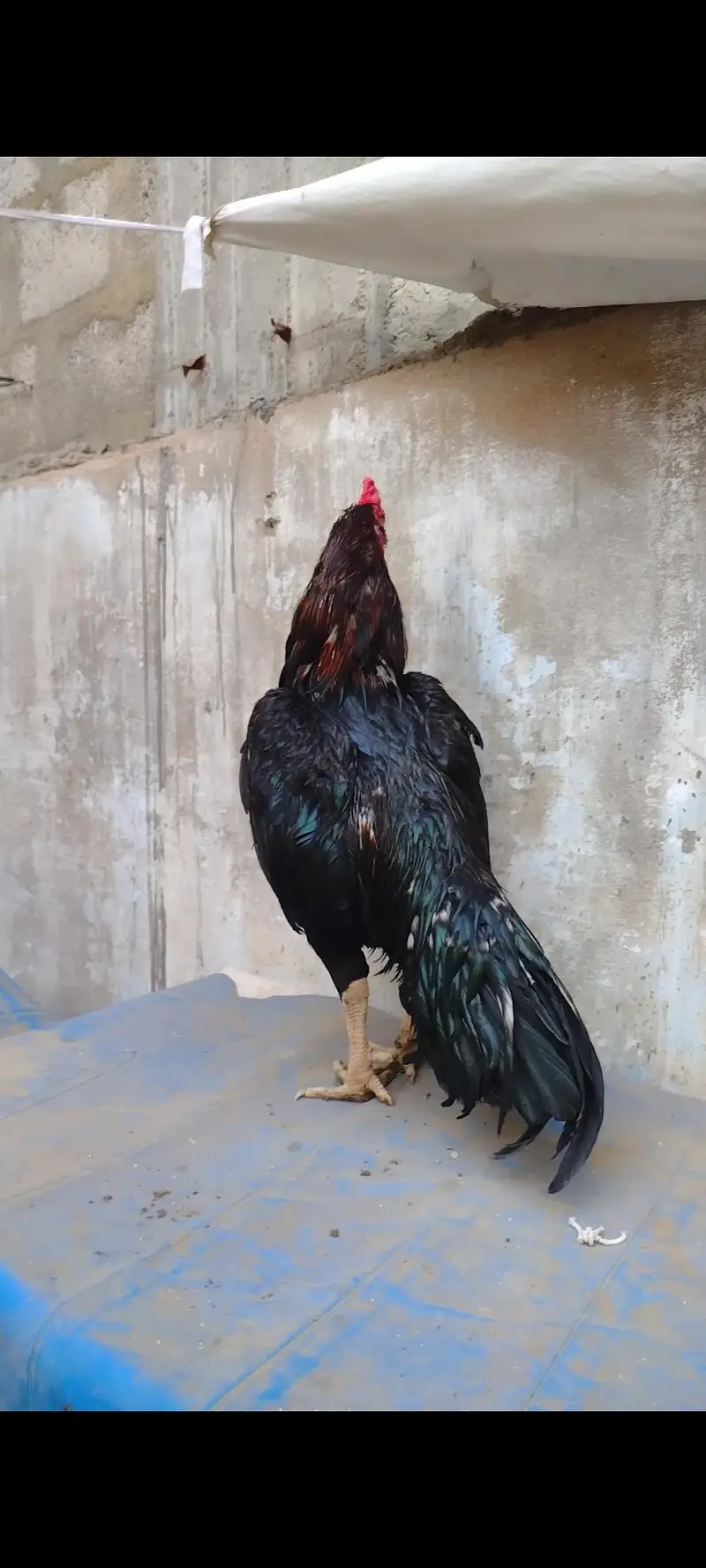 Mashallah Mushka Breeder — photo 2