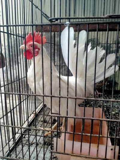 English game zero size breeder male 03127093372