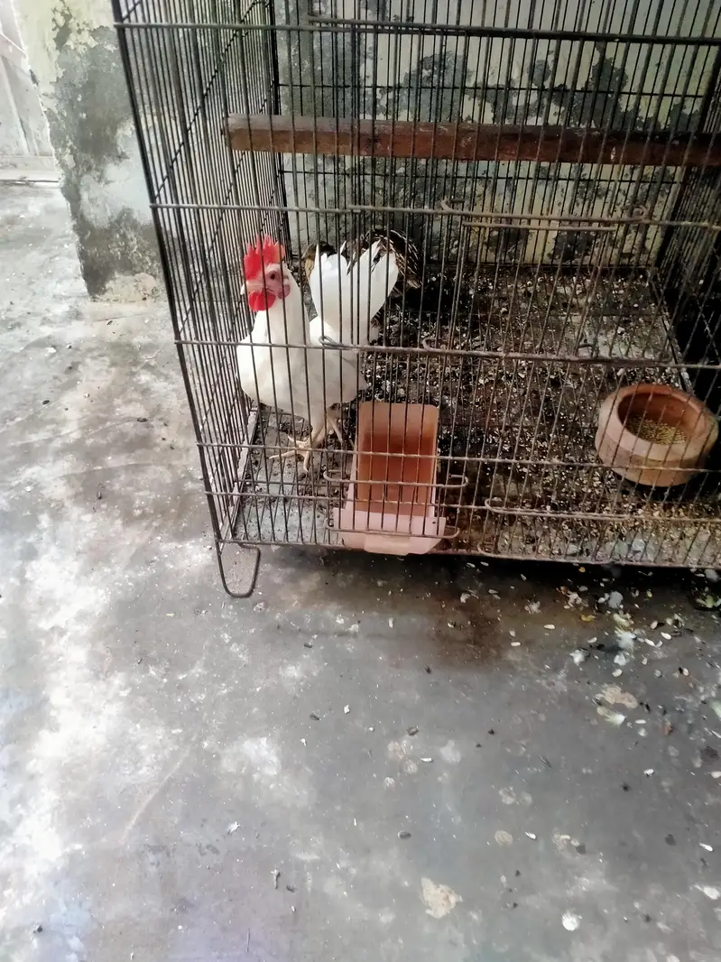 English game zero size breeder male 03127093372 — photo 2