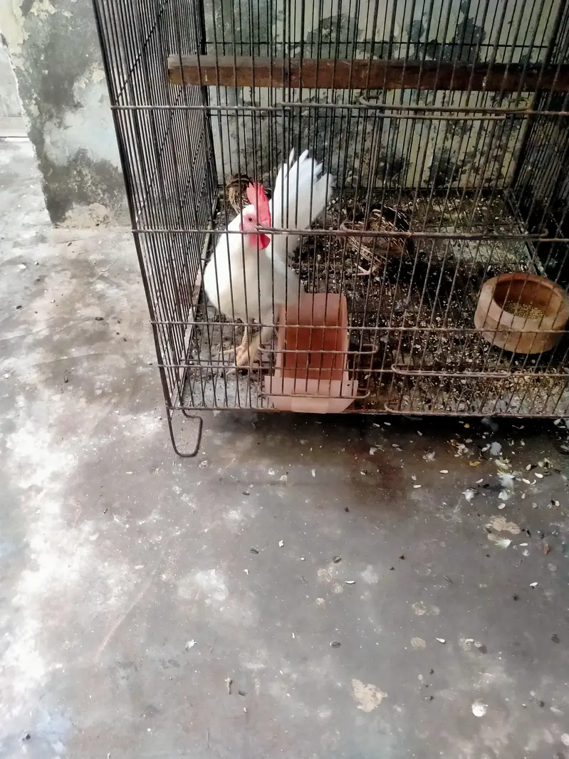 English game zero size breeder male 03127093372 — photo 3