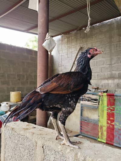 zero size mianwali murgi
