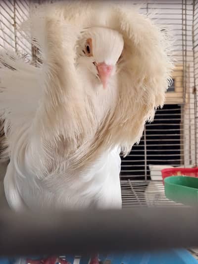 Breeder Jacobin Pair white male Chocolate female
