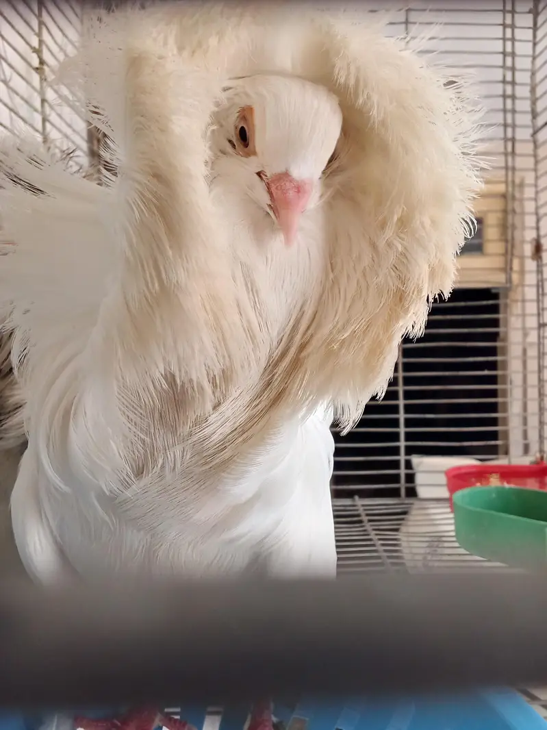 Breeder Jacobin Pair white male Chocolate female