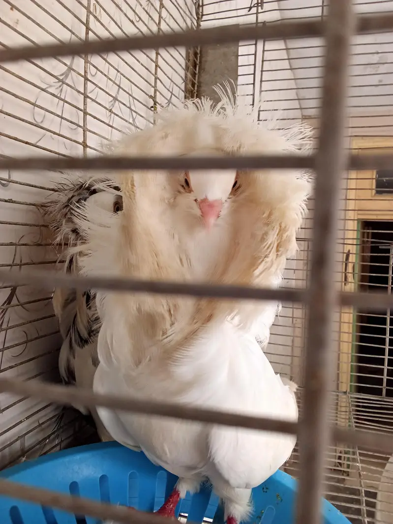 Breeder Jacobin Pair white male Chocolate female — photo 2