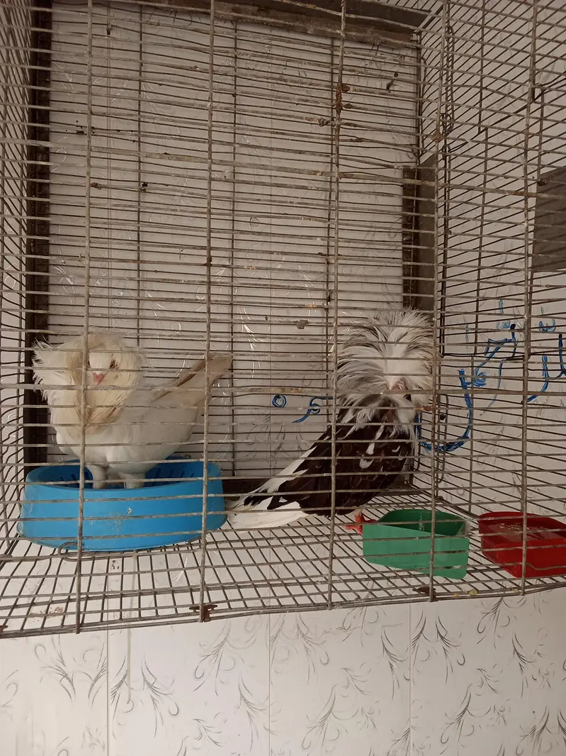 Breeder Jacobin Pair white male Chocolate female — photo 3