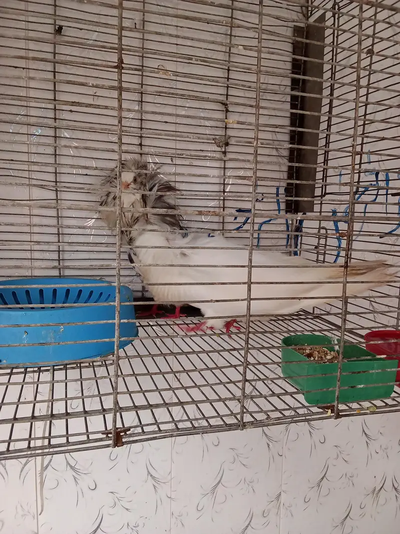Breeder Jacobin Pair white male Chocolate female — photo 4