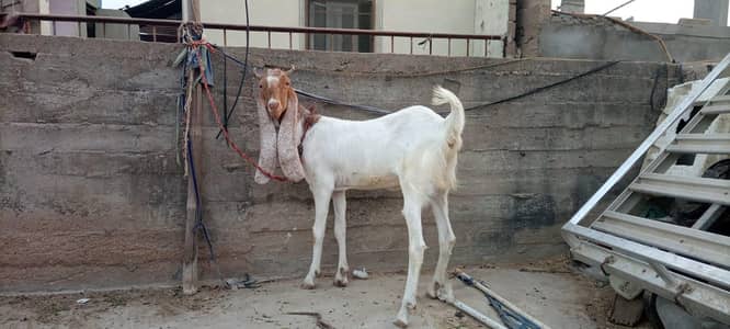 goat for sale