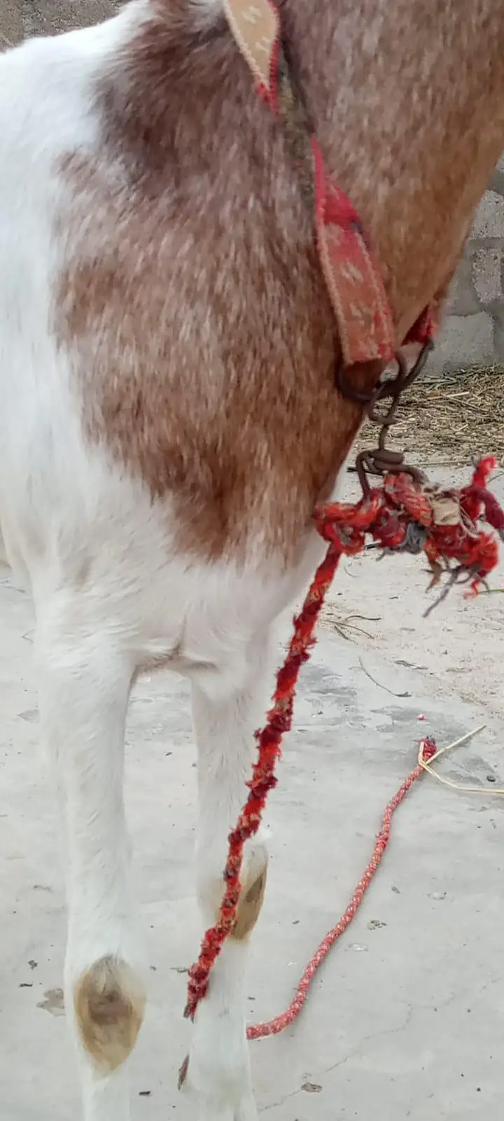 goat for sale — photo 2