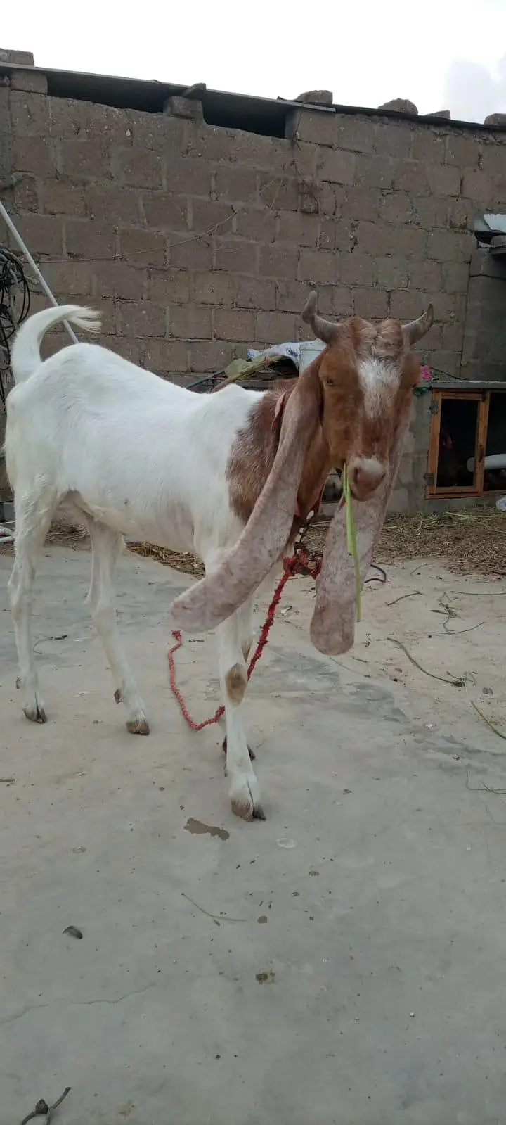 goat for sale — photo 3