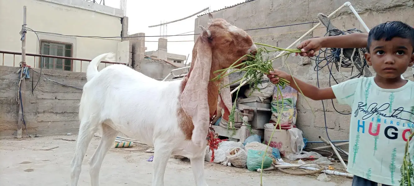 goat for sale — photo 4