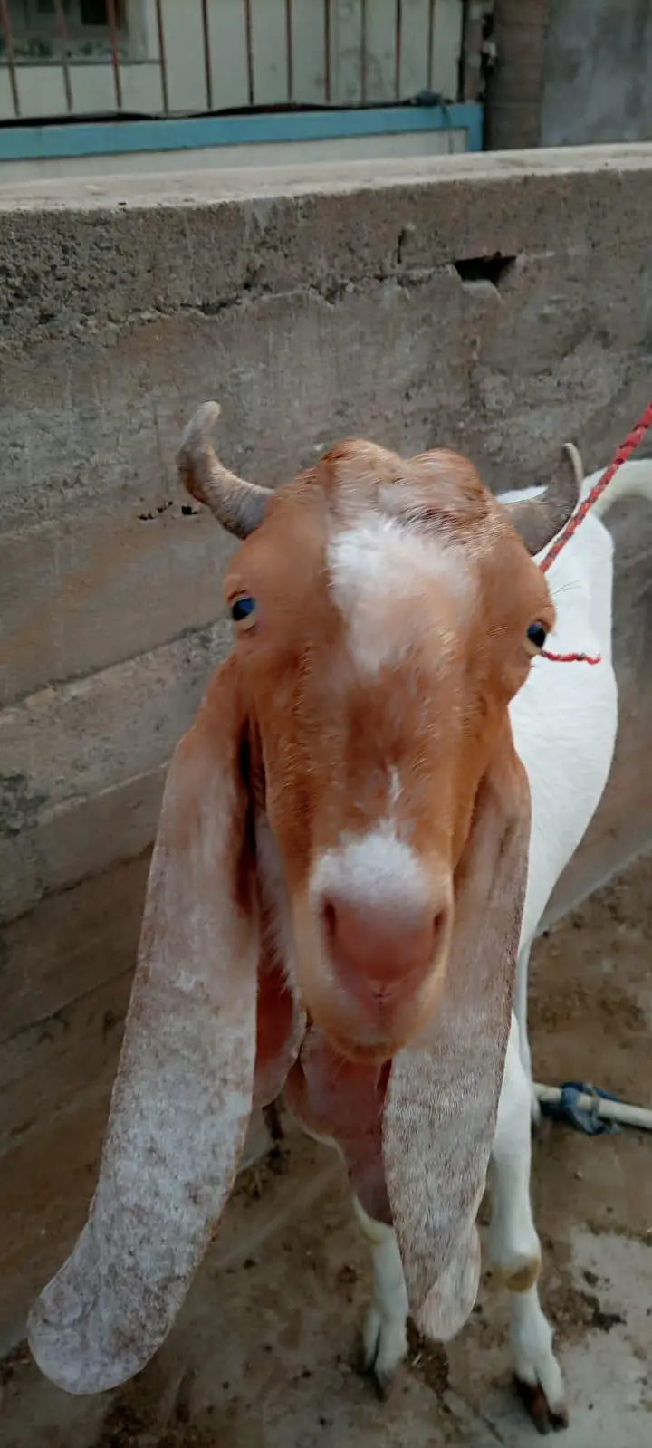 goat for sale — photo 5