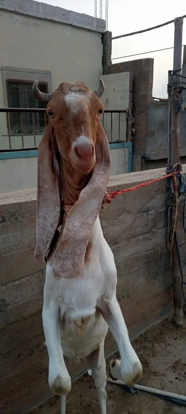 goat for sale — photo 6