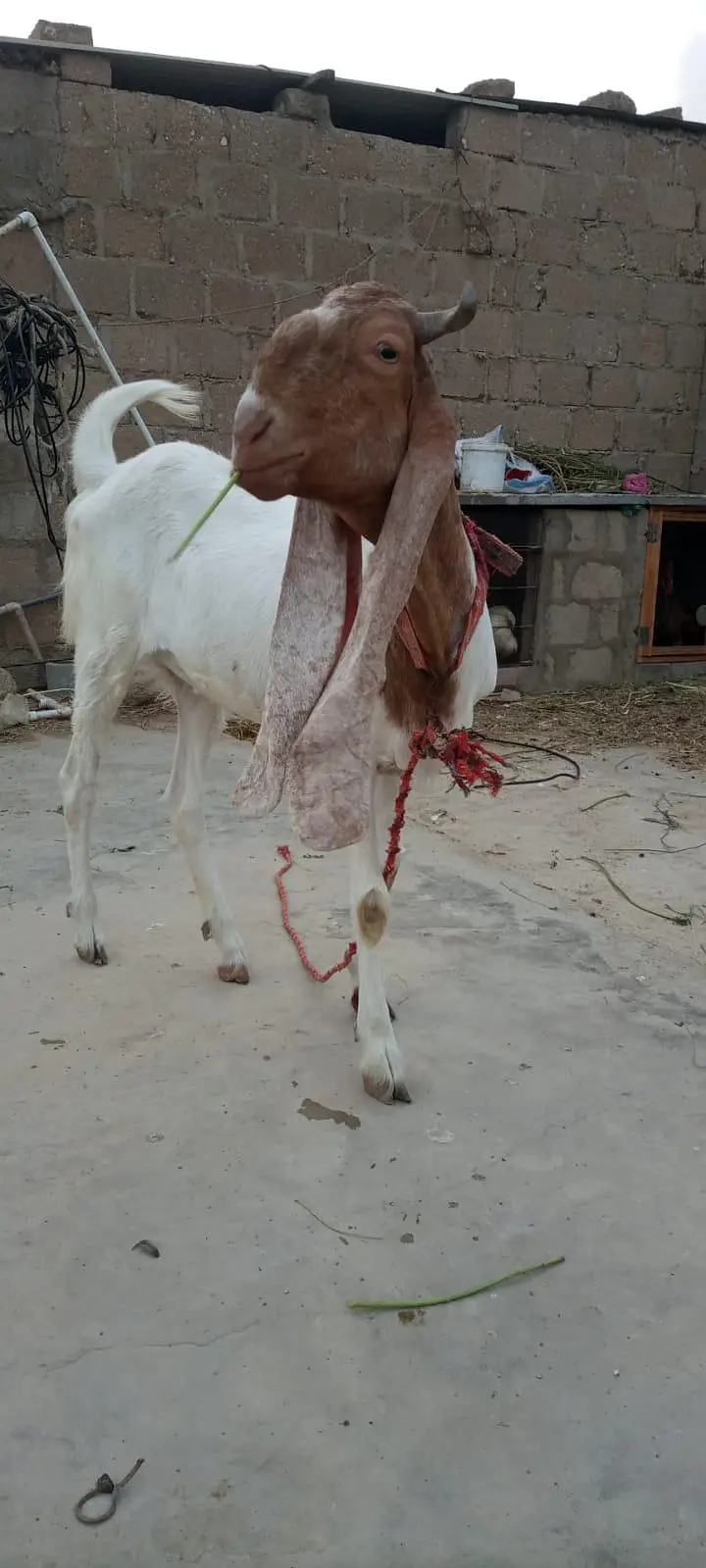 goat for sale — photo 7