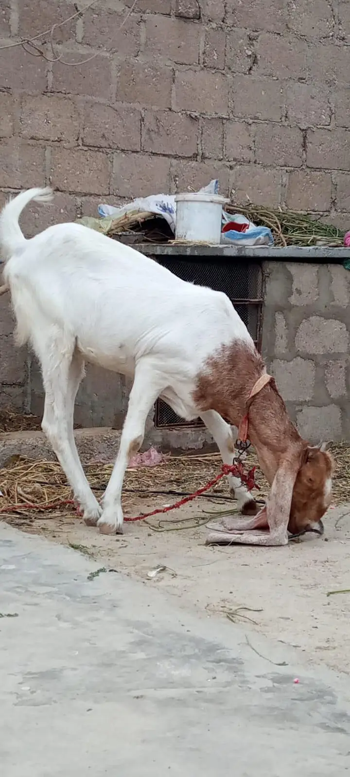 goat for sale — photo 8