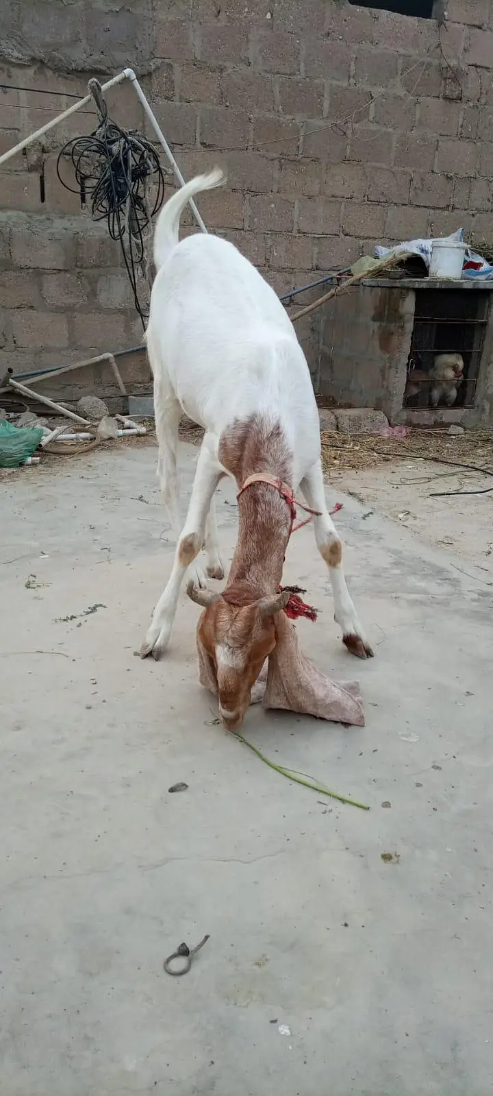 goat for sale — photo 9