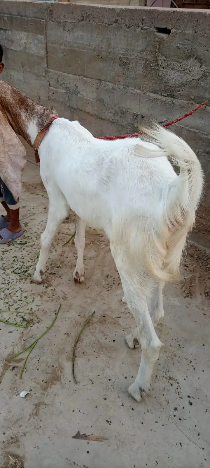 goat for sale — photo 10