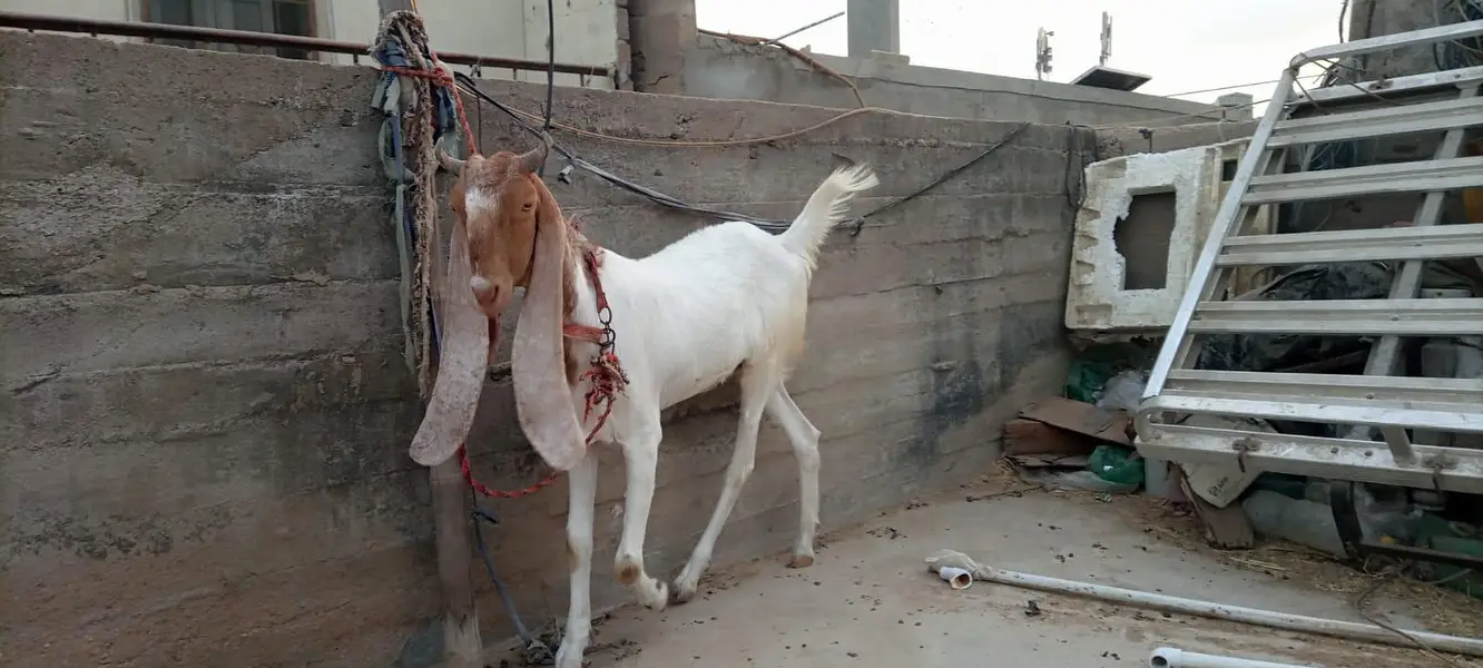 goat for sale — photo 11