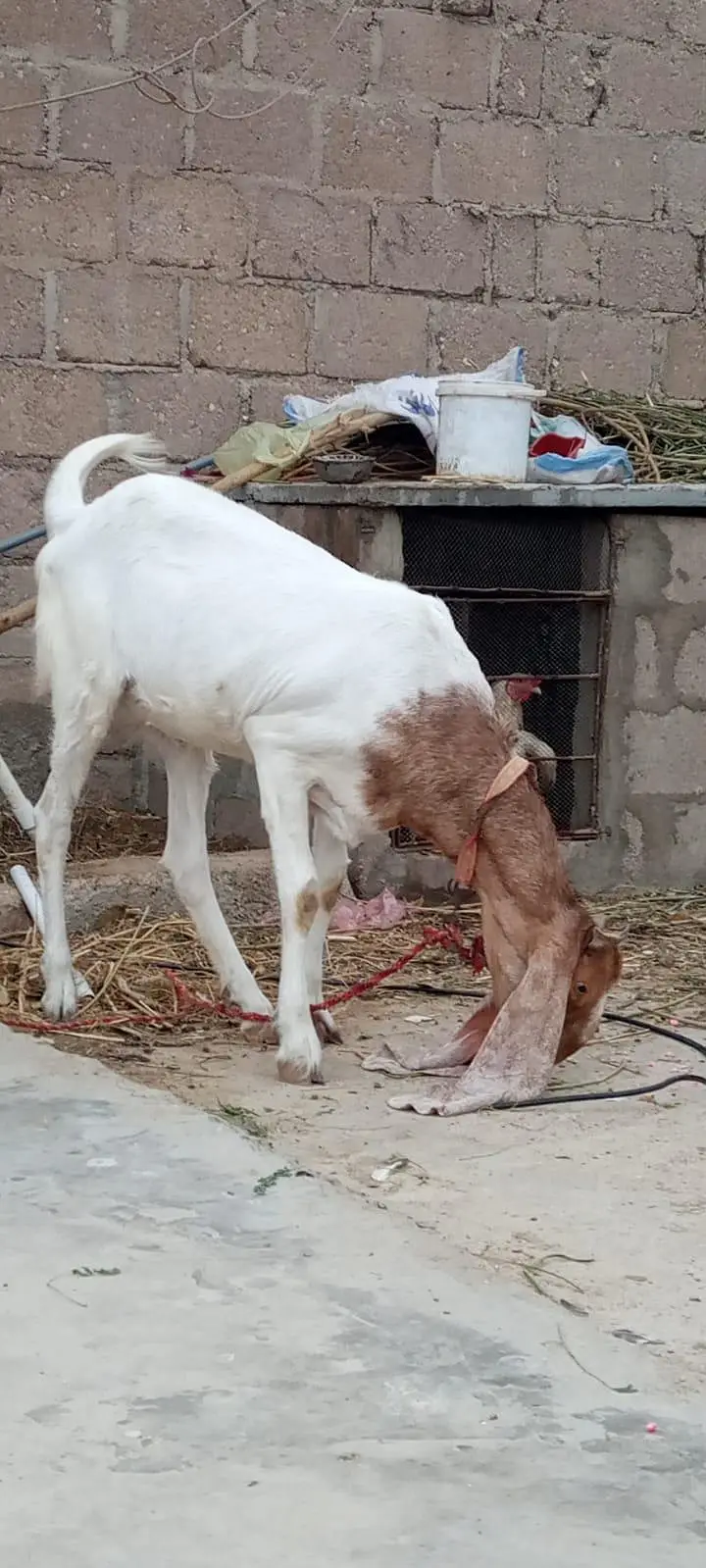 goat for sale — photo 12
