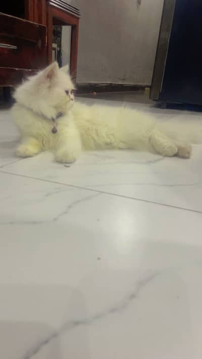 Cat for sale