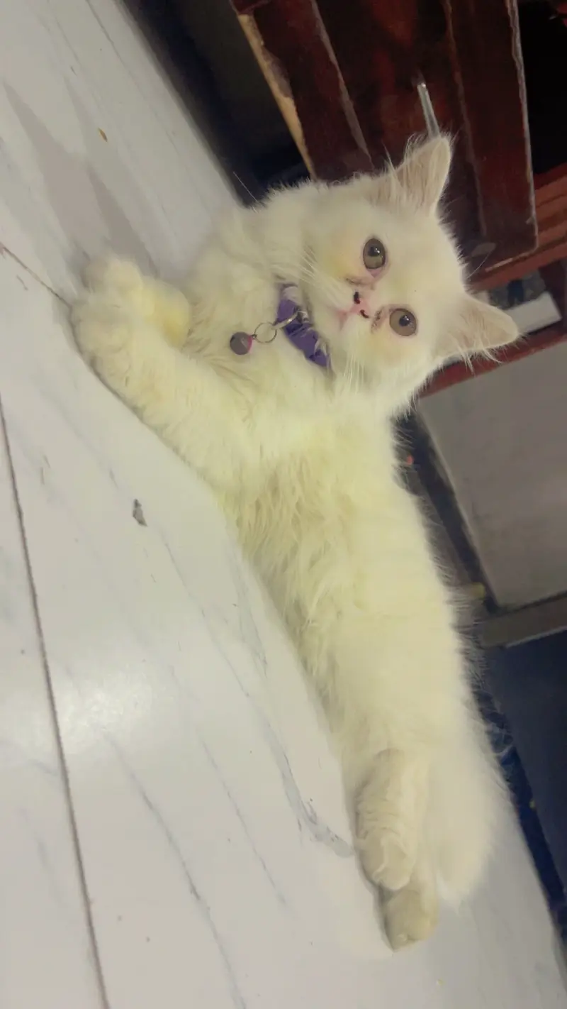 Cat for sale — photo 2
