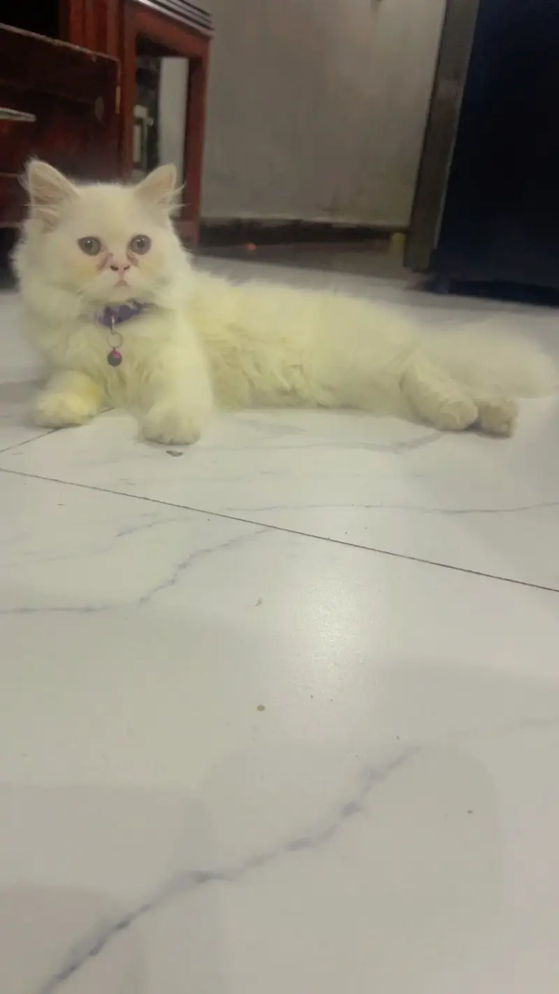 Cat for sale — photo 3
