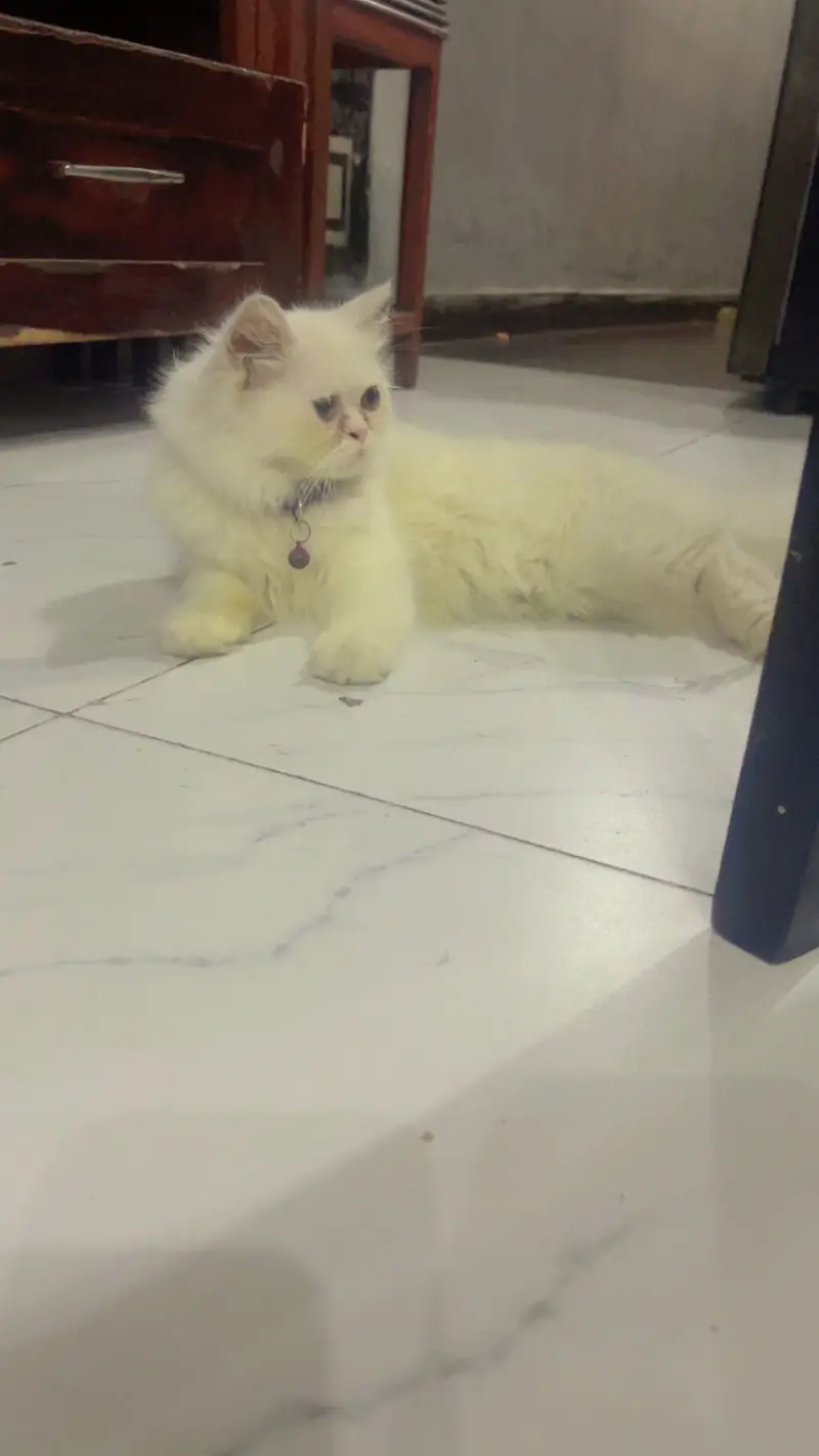 Cat for sale — photo 4