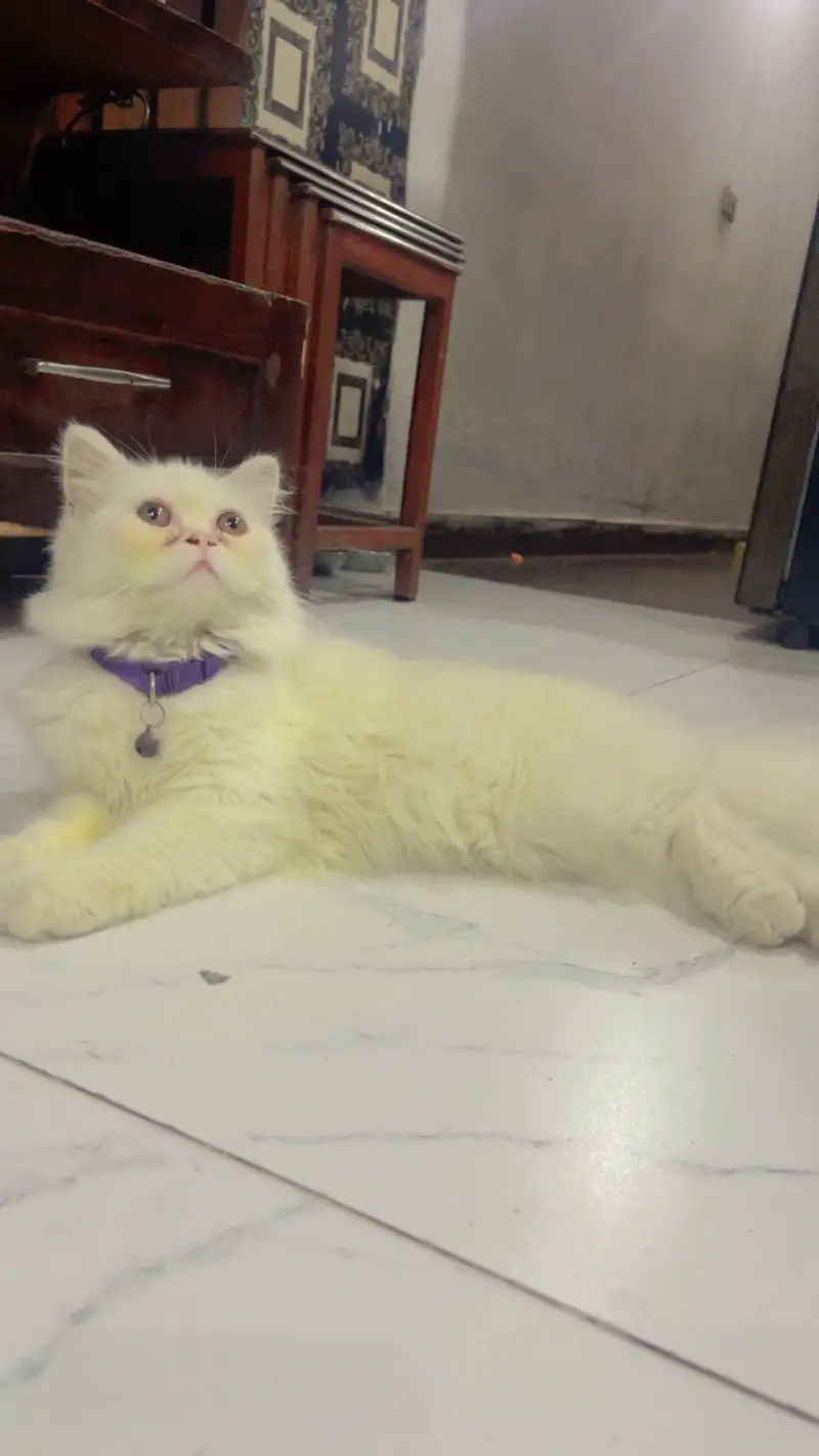 Cat for sale — photo 5