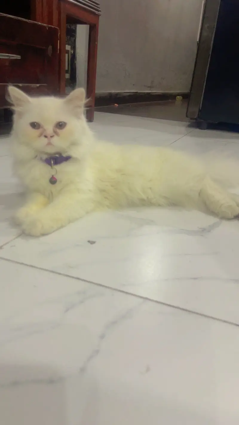 Cat for sale — photo 6