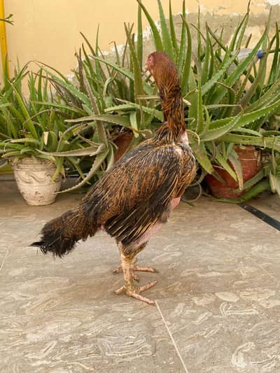 2 female aseel