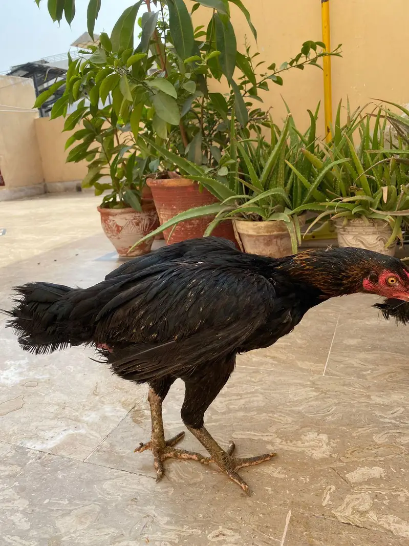 2 female aseel — photo 3