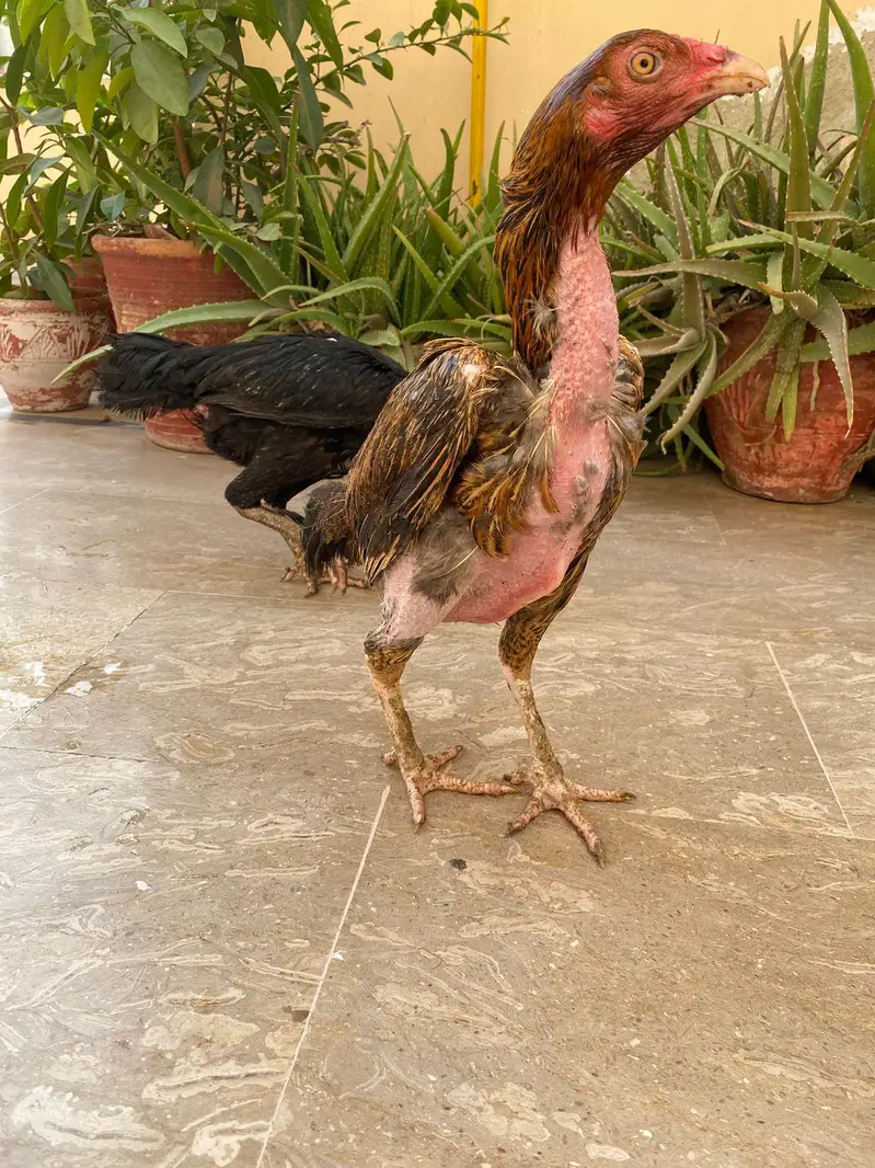 2 female aseel — photo 4