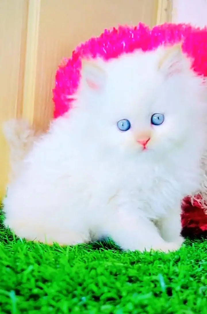 Persian cat  triple coat Punch face vaccinated letter train — photo 10