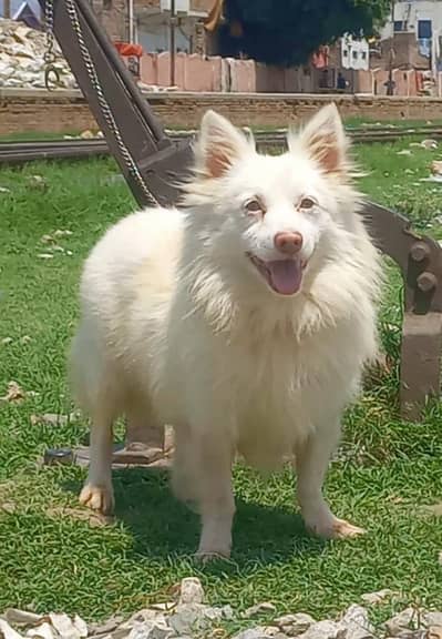 Pure Rashion Russy male zero size long coted for sale