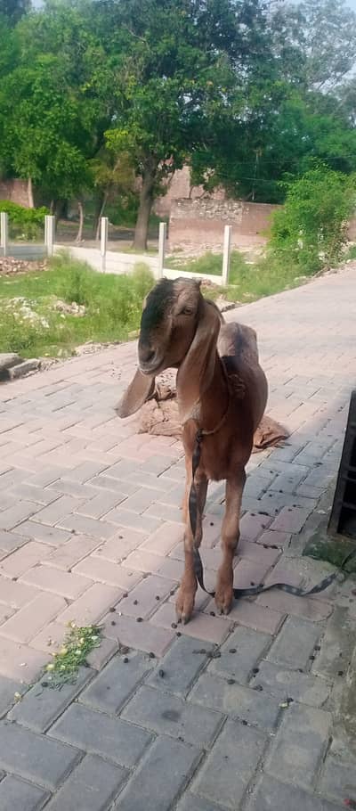 Bakri for sale hai