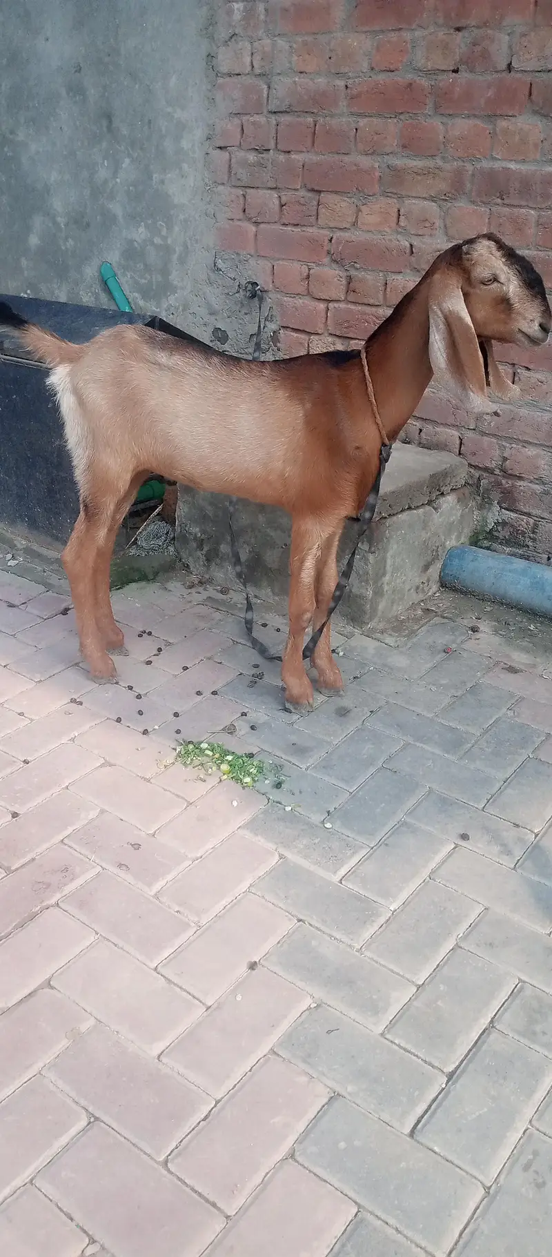 Bakri for sale hai — photo 2