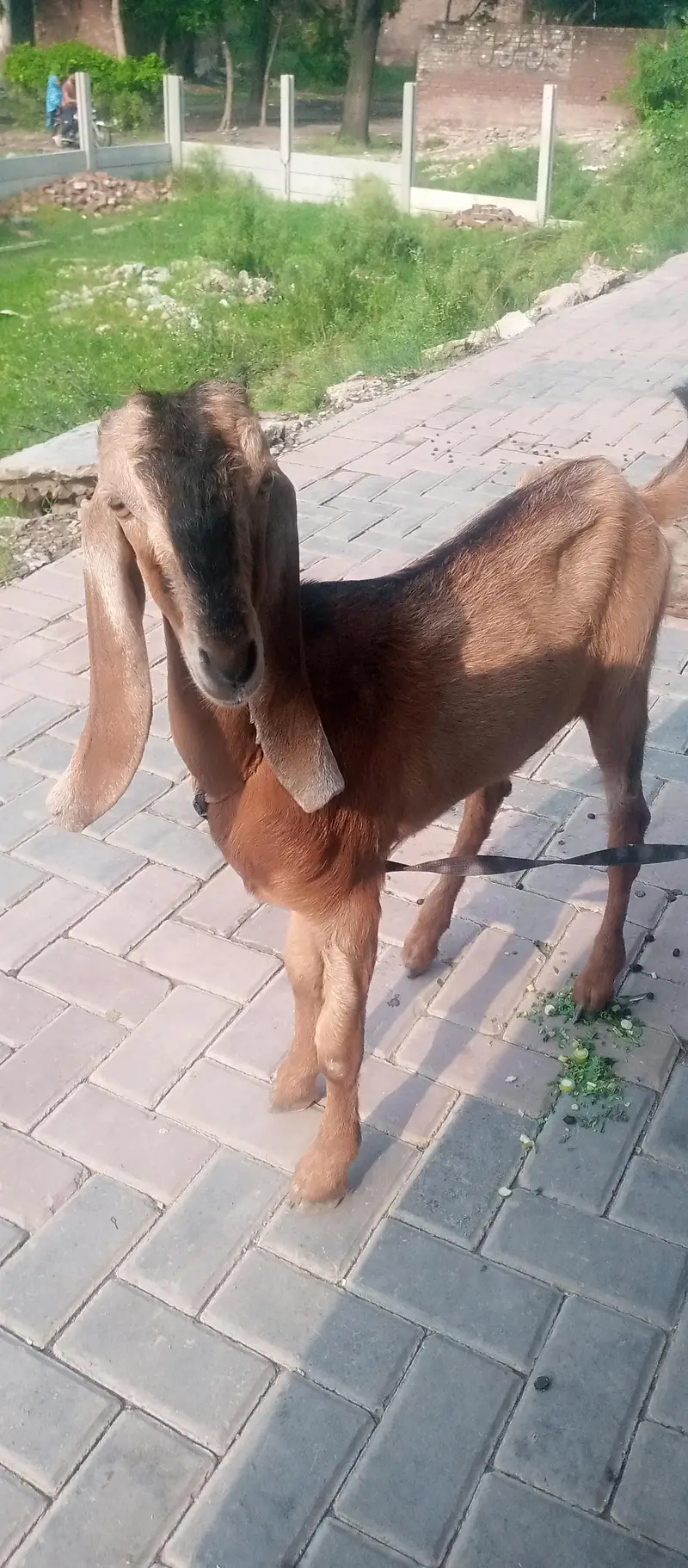 Bakri for sale hai — photo 3