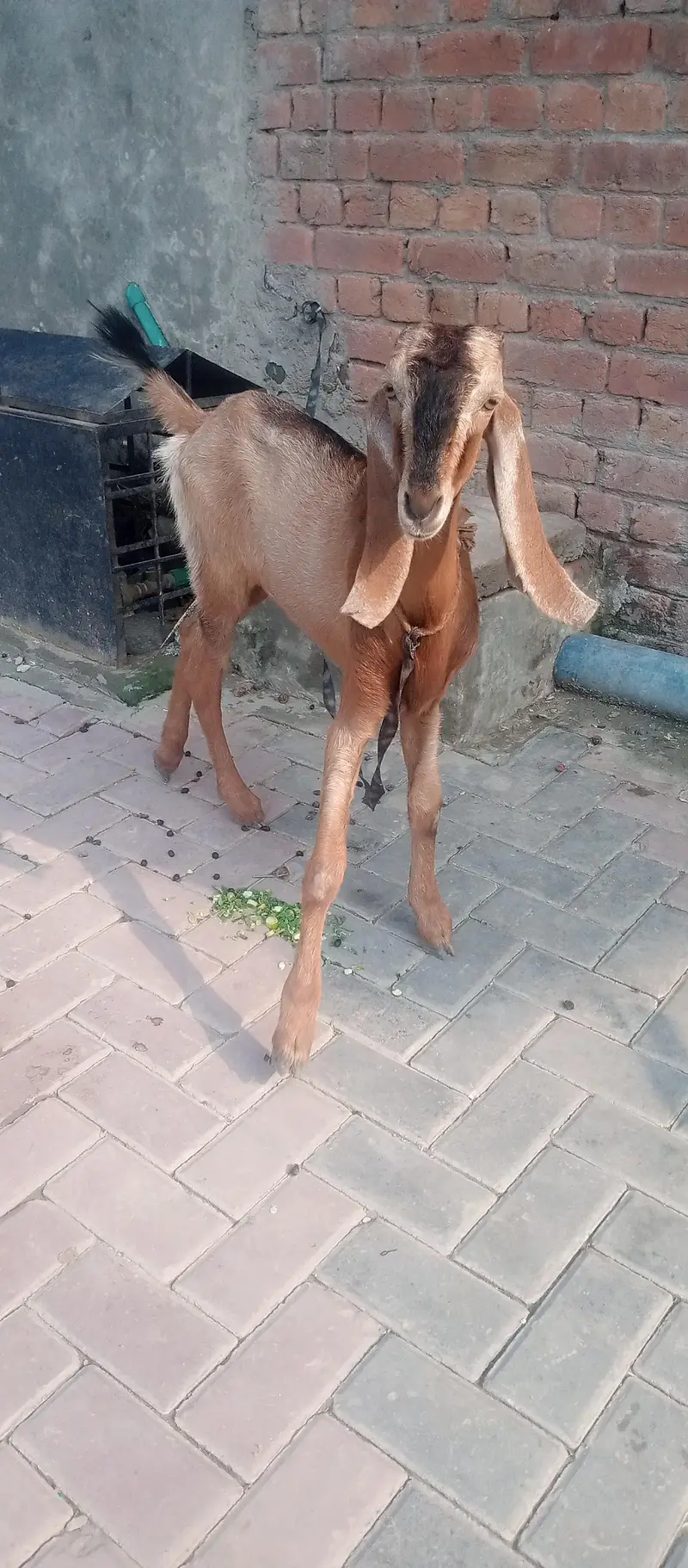 Bakri for sale hai — photo 4