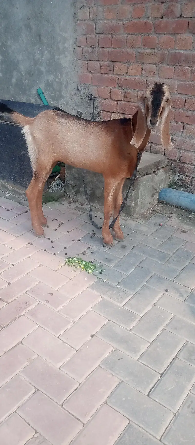 Bakri for sale hai — photo 5