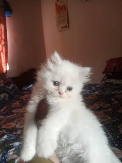 Persian cat blue eyes  Triple coated