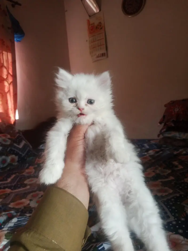 Persian cat blue eyes  Triple coated — photo 2